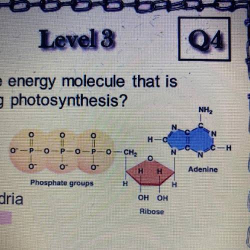 What is the energy molecule that is being used during photosynthesis￼?

A. H2O
B. NADPH
C. Mitocho