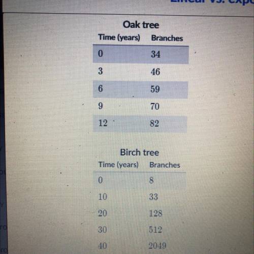 The number of branches of an oak tree and a birch tree since 1950 are represented by the following