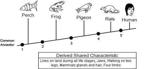 Use this branching diagram to answer the questions. IF U DONT KNOW THE ANSWER THEN DONT PUT AN ANSW