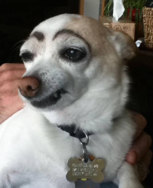 Fellow math ppl i present to u a dog with handsome eyebrows