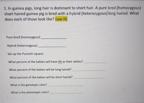 ITS ABT PUNNET SQUARES... i fell asleep now i dont know how to do it rip..... In guinea pigs, long
