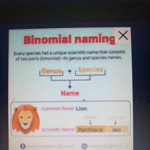 Binomial naming

Which of the following correctly displays a scientific name using
binomial nomenc