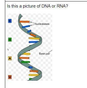 Is this a picture of DNA or RNA?
