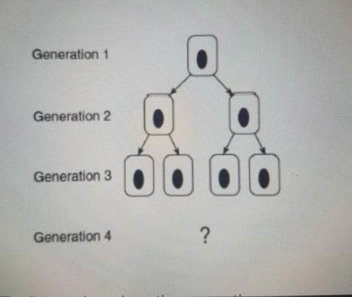 The diagram above shows three generations of cell division how many cells should exist in the fourt