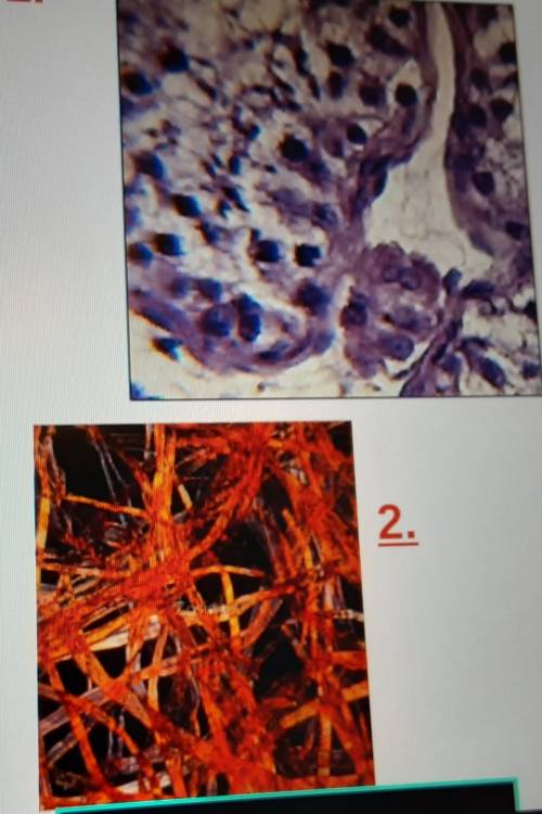 I have a question and I just need the steps to understand how to identify a microscope lab image if