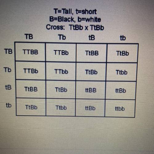 What proportion of offspring will have the same genotype as the parents?

A
9/16
B
3/16
С
2/16
D
4