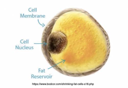The density of adipocytes (fat tissue) is 0.92 g/cm3. The average male baby is born with 15% fat an