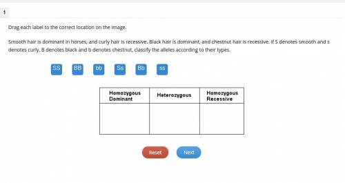 Drag each label to the correct location on the image.

Smooth hair is dominant in horses, and curl