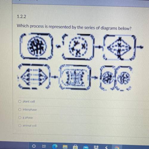 Which process is represented by the series of diagrams below?

plant cell
interphase
g phase
anima