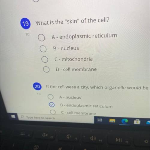 19 What is the skin of the cell?