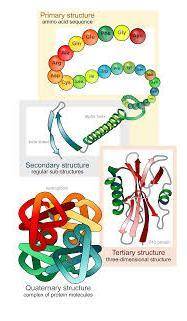 The picture below is associated with which biomolecule?

Group of answer choices
lipid
nucleic aci