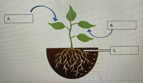 PLEASE HELP

For the picture below, what is the input for photosynthesis that is represented by le