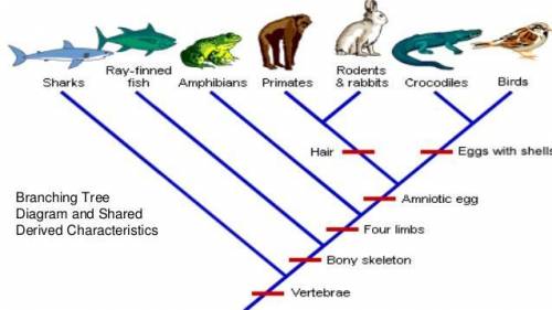 Analyzing the following tree, prove the relationship between ray-finned fish and crocodiles using t