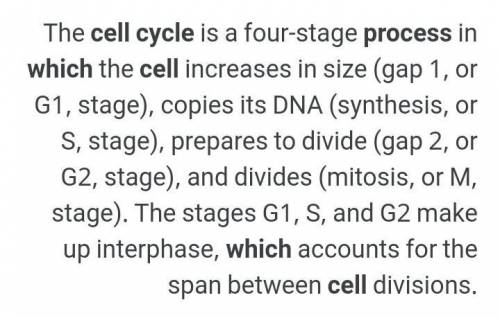 Explain the process of cell division