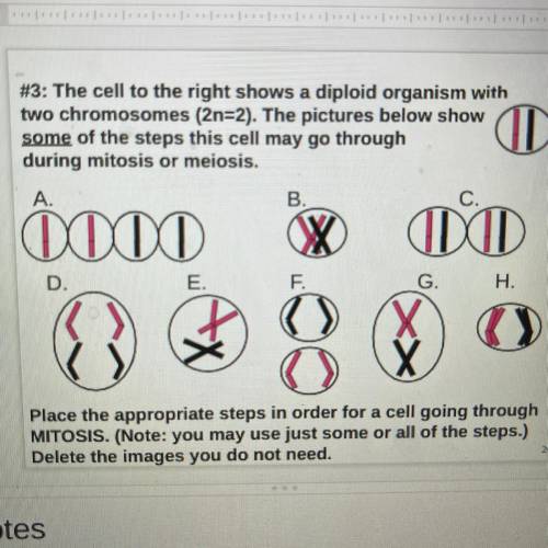 #3: The cell to the right shows a diploid organism with

two chromosomes (2n=2). The pictures belo