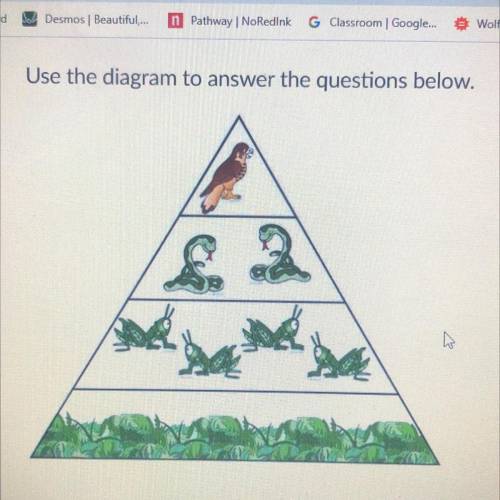 Why are there more organisms at the bottom of the pyramid than in other trophic
levels?