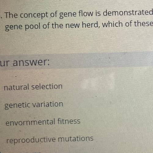 The concept of gene flow is demonstrated when a cow is driven off from its herd, joins another herd