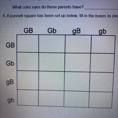 8. A punnett square has been set up below, fill in the boxes to show the possible offspring of this