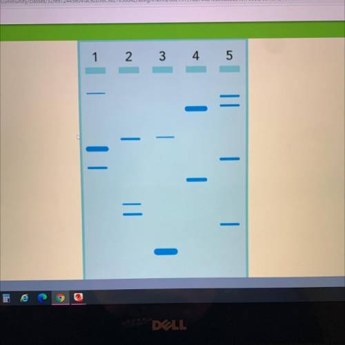 in this image the dna fragments traveled from top to bottom. use the draw load tool to indicate the