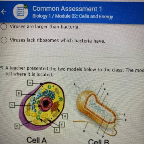 29. A teacher presented the two models below to the dass. The models represent a eukaryote and prok