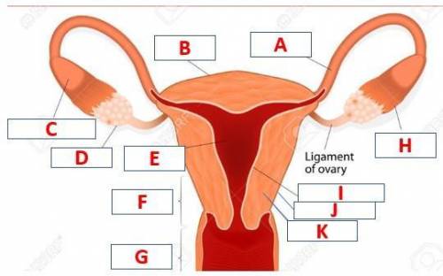 Identify the internal female reproductive structures.

Perimetrium
Fimbriae
Uterus
Endometrium
Cer