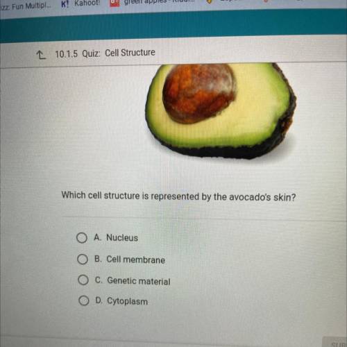 Which cell is represented by the avocado's skin