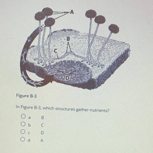 Figure B-3
In Figure B-3, which structures gather nutrients?