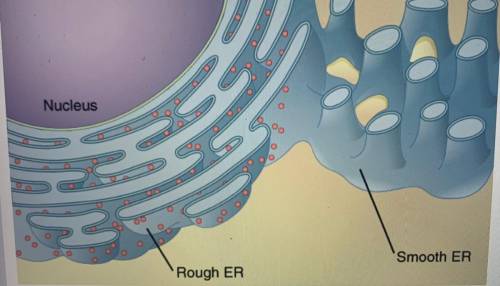 In some cells , there are two types of endoplasmic reticulums ( ER ) known as the smooth ER and the