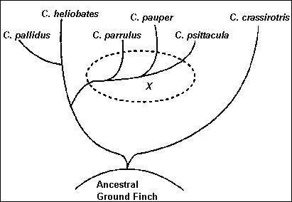 The diagram represents a taxonomic tree showing the possible evolution of six species of finches.