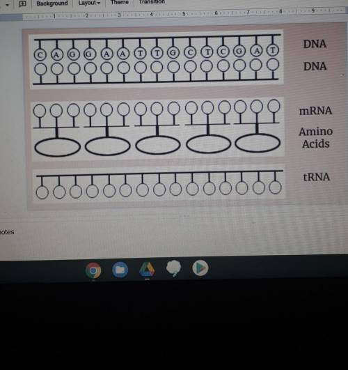 25 POINTS

1. Fill in the complementary DNA strand using DNA base pairing rules. 2. Fill