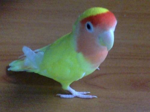 My beautiful pet bird :P