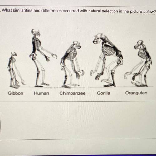 What similarities and differences occurred with natural selection in the picture below? (Don’t answ