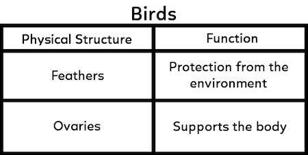 A student made a table to show information about the physical structures and organs of birds. What