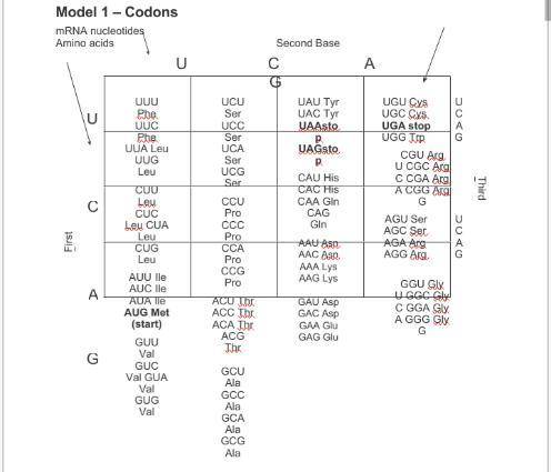 Model 1 defines the code scientists have discovered that relates the nucleotide sequence of mRNA to