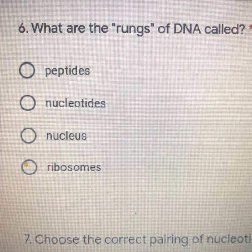 What are the rungs of DNA called?