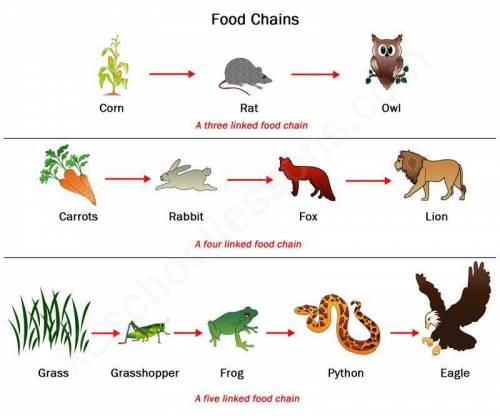 A. Draw a food chain that could exist in your ecosystem.

b. Draw a large arrow to show how the ene