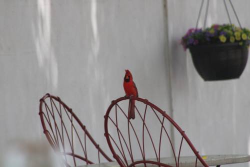 RATING
by me
red robin in the backyard!