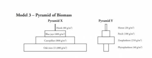Is the trend in biomass in Pyramid X the same as seen in Pyramid Y? Explain your answer.