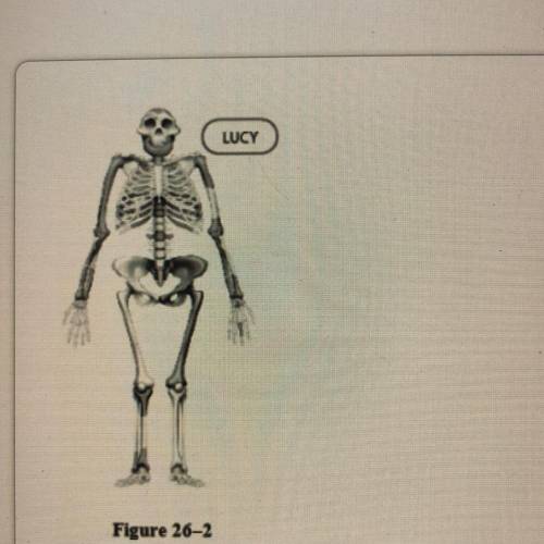 Researchers concluded from the leg bones of the fossil shown in Figure 26-2 that Lucy was

bipedal