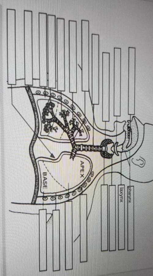 Respiratory system labeled from biology corner​