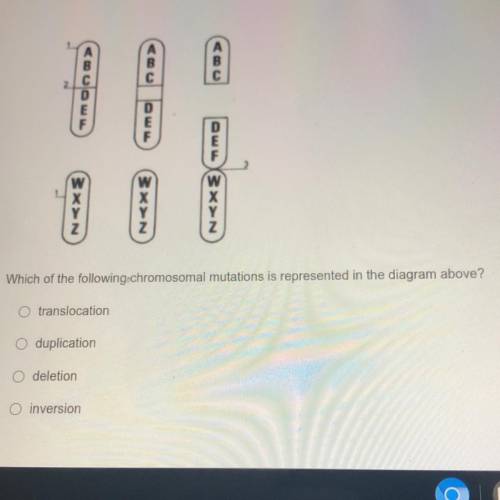 (PLEASE HELP) Which of the following chromosomal mutations is represented in the diagram above?

A