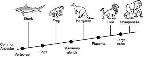 The following diagram shows the branching tree diagram for some animals.

Which two organisms shar