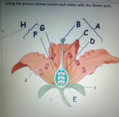 These question says this:using the picture below match each letter with flower part.​