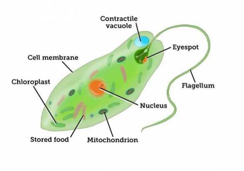 A euglena is a unicellular organism. Explain how the euglena's cell parts help it stay alive.

Ple