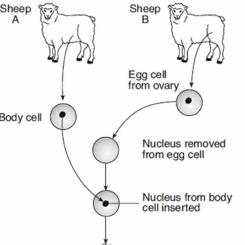 The diagram represents the process used in 1996 to clone the first mammal, a sheep named Dolly. Whi