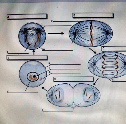 Directions: Using the diagram, for A, B,C,D, and E, identify the phases of the cell cycle that the
