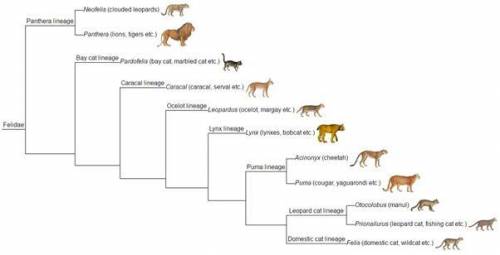 Tigers are large cats with stripes make a numbered key to identify them using.

caracal
leopard
lio