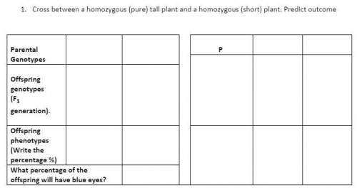Can someone explains to me how the Punnett square works? And also help me fill out this chart it re