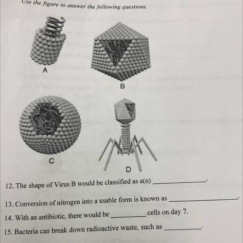 Use the figure to answer the following questions.

A
B.
с
12. The shape of Virus B would be classi