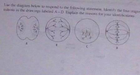 use the diagram below to respond to the following statement. Identify the four stages of mitosis in